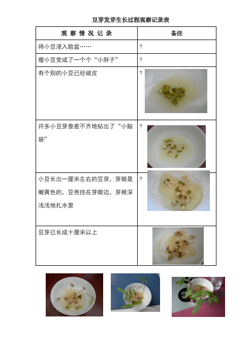 豆芽生长过程表格记录 - 百度文库