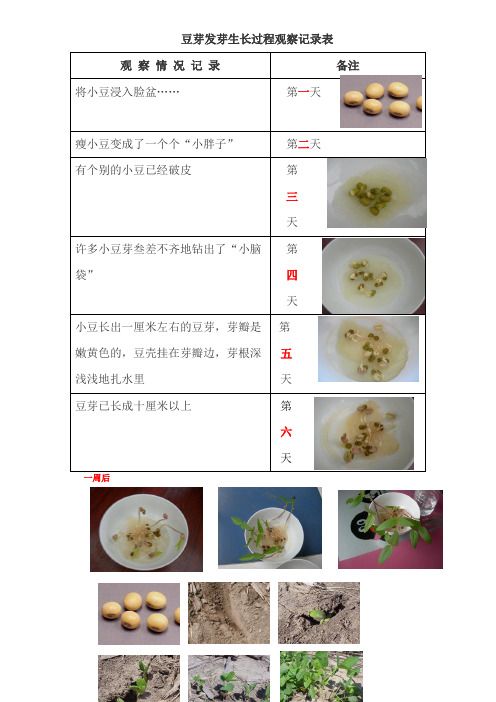 豆芽生长过程表格记录 - 百度文库