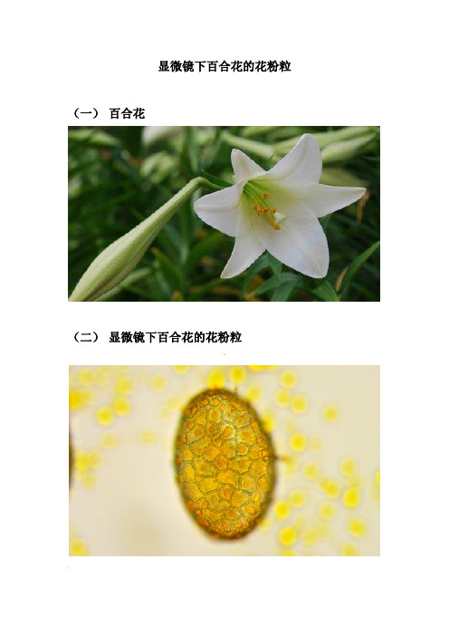 显微镜下百合花的花粉粒(一)百合花(二)显微镜下百合花的花粉粒