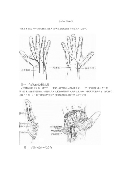 手部主要由正中神经及尺神经支配,桡神经仅支配部分手背感觉(见图一)