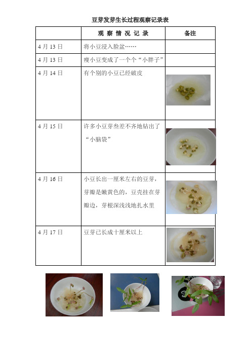 豆芽发芽生长过程观察记录表 观察情况记录|备注 4月13日|将小豆浸入