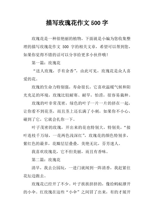 描写玫瑰花作文500字 玫瑰花是一种很艳丽的植物,下面就是小编为您