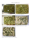 绿豆芽生长过程7天图片