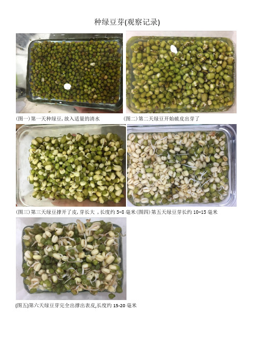绿豆生长过程记录表 - 百度文库