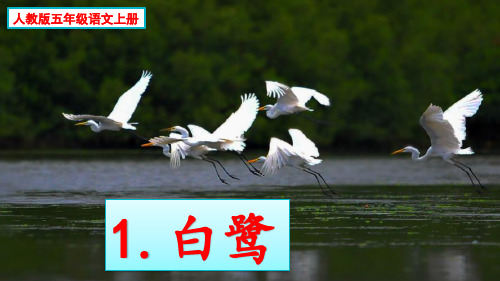 白鹭 作者介绍 郭沫若 原名开贞,四川 乐山人.