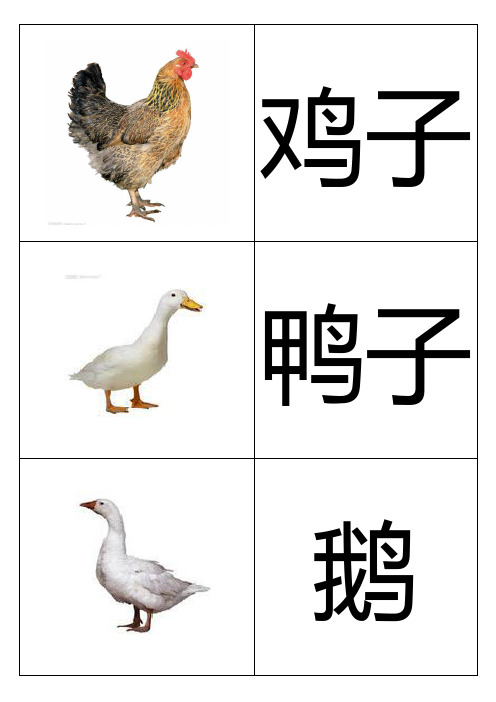 幼儿识动物 - 百度文库