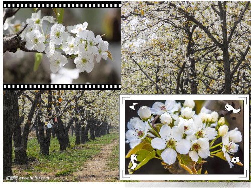 在哀牢山深处, 在人迹罕至的茂密树林 里,一片美丽的梨花掩 映着一座