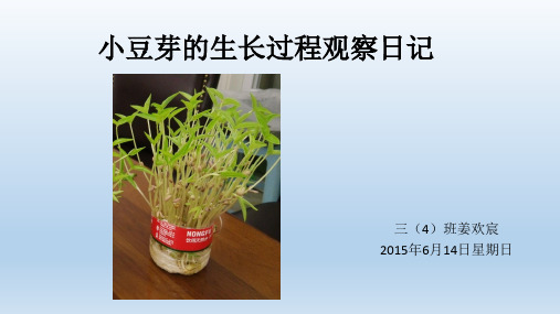 小豆芽的生長過程觀察日記 三(4)班姜歡宸 2015年6月14日星期日 2015