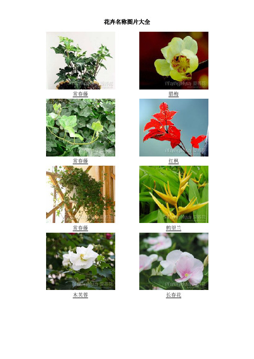 鲜花图片大全 - 百度文库