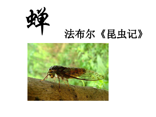 蝉 法布尔《昆虫记》 文学小贴士 法布尔,法国人,世界著名的昆虫学家