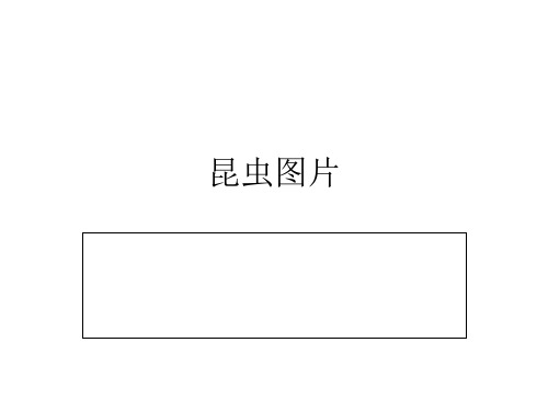 昆蟲圖片 紅螞蟻 松毛蟲 螢火蟲 被管蟲 赤條蜂 螳螂 蘭花螳螂 蚱蜢