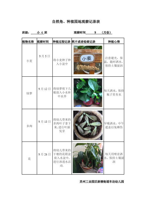 自然角,种植园地观察记录表 班级:小 4班 观察时间9(月份) 植物名称