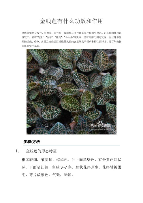 金线莲别名金线兰,金丝草,为兰科开唇植物花叶兰属多年生珍稀中草药.