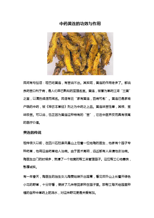 中药黄连的功效与作用 民间有句俗话:哑巴吃黄连,有苦说不出.
