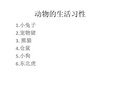 动物的生活习性 1小兔子 2宠物猪 3 熊猫 4仓鼠 5小狗 6