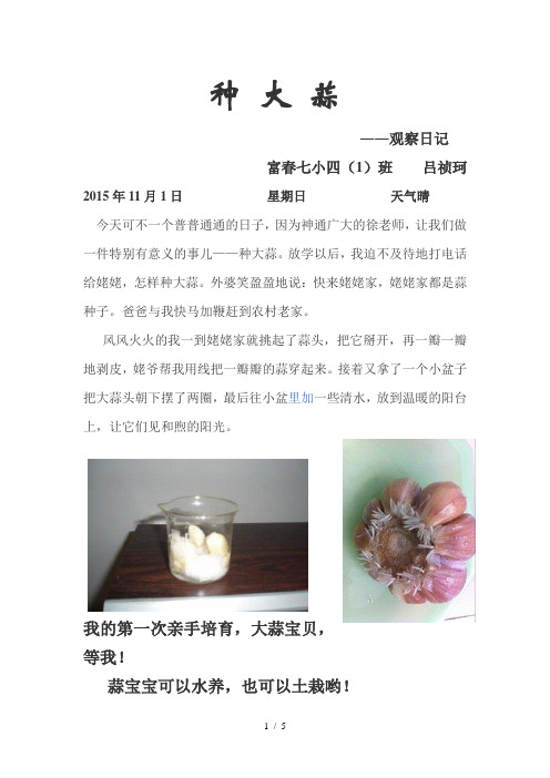种大 蒜――观察日记 富春七小四(1)班吕祯珂 2015年11月1日星期日