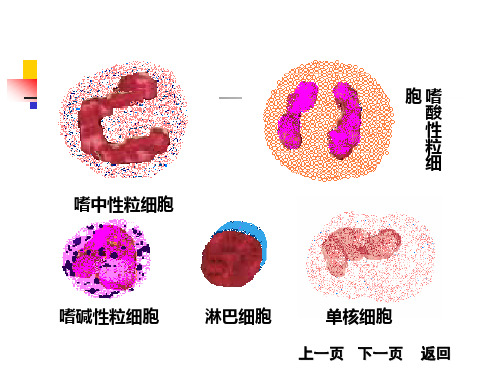 外周血中常见白细胞种类及形态 中性分叶核粒细胞(50-70 中性杆状核