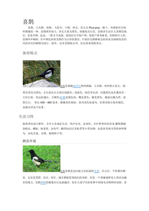 喜鹊体形很大,羽毛大部为黑色,肩腹部为白色.