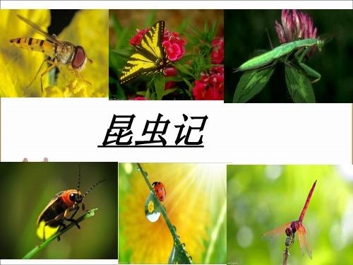 昆虫记 《昆虫记》通过生动的描写以及拟人的修辞手法, 将昆虫的生活