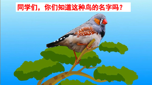 珍珠鳥,羽色豔麗, 體形嬌小,叫聲細柔,給 人以美的享受.