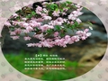 垂丝海棠花的描写图片