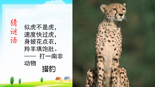 都说猎豹猎取动物以速度 取胜,但是你知道吗?