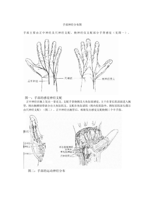 圖一:手部的感覺神經支配 正中神經在腕上發出一