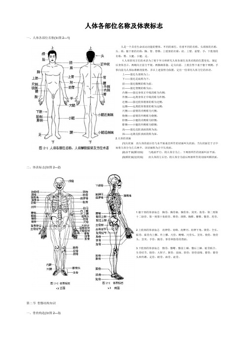 女身体各部位的名称 百度文库