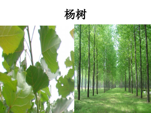 树品种名称大全 - 百度文库