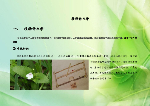 植物仿生学 大自然带给了人类无穷无尽的想象力,启示我们发明创造.