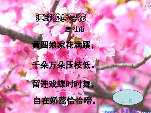 江畔獨步尋花 唐 杜甫 黃四孃家花滿蹊, 千朵萬朵壓枝低.