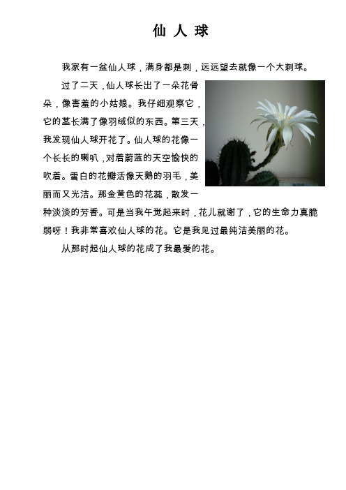 仙人球 我家有一盆仙人球,满身都是刺,远远望去就像一个大刺球.