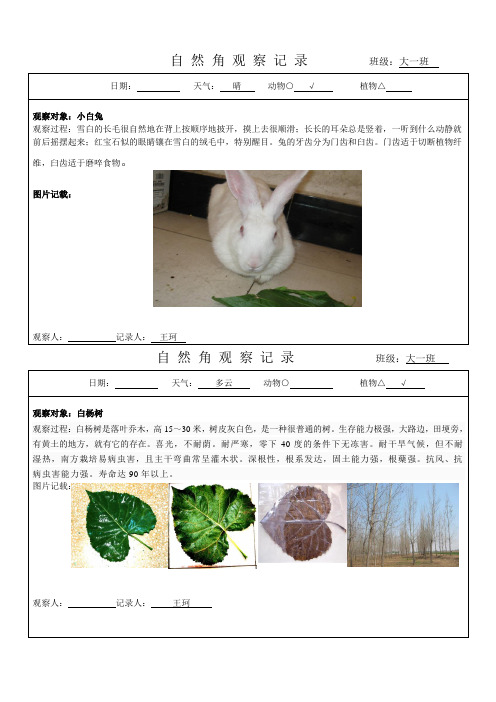 自然角观察记录班级:大一班日期: 天气: 晴 动物○ √ 植物△ | 观察