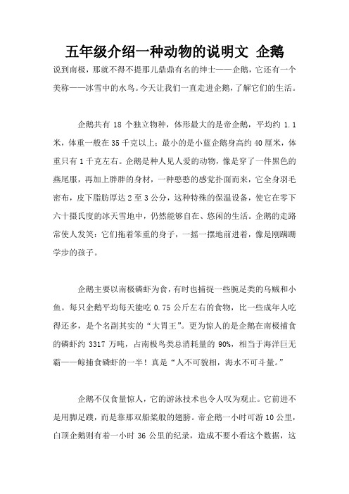 今天让我们一直走进企鹅,了解它们的生活.