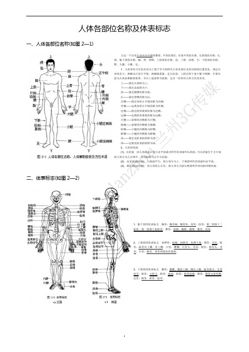 人体各部位名称及体表标志 图文 百度文库