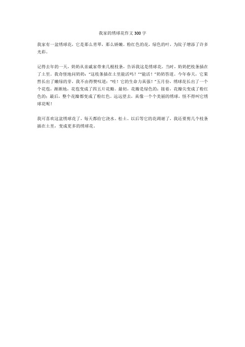 我家的绣球花作文300字 我家有一盆绣球花,它是那么青翠,那么娇嫩.