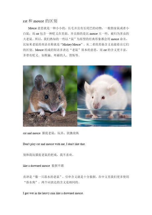 rat和muse的区别 muse意思就是一种小小的,长毛并且有长尾巴的动物