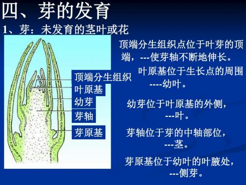 四,芽的发育 1,芽:未发育的茎叶或花 顶端分生组织点位于叶芽的顶 端