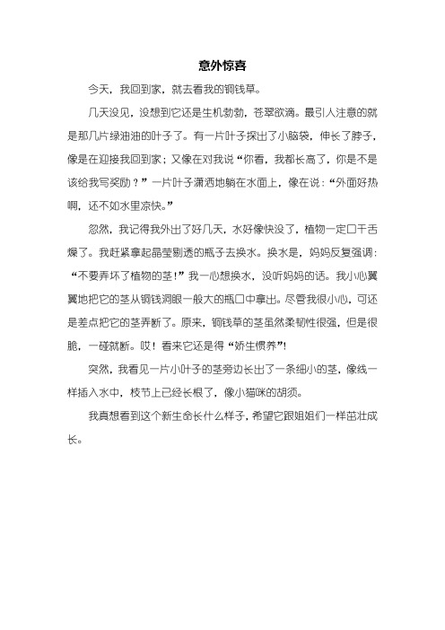 意外惊喜 今天,我回到家,就去看我的铜钱草.