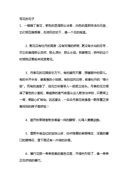 2,菊花没有牡丹的高贵,没有玫瑰的娇艳,更没有