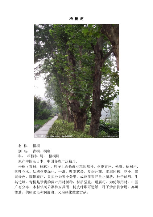 梧桐树 名称:梧桐别名:青桐,桐麻 科:梧桐科属:梧桐属原产中国及日本