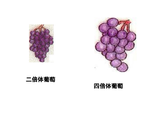 性状的影响 第1课时教学过程: 一,基本概念: 染色体组 二倍体 多倍体