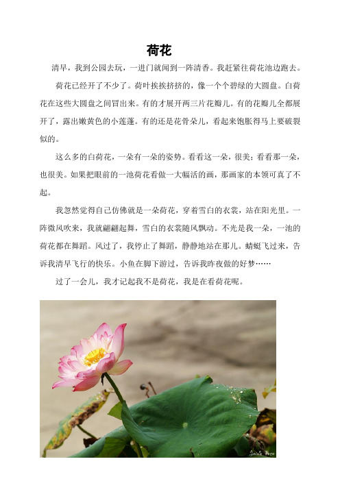 荷花已经开了不少了.荷叶挨挨挤挤的,像一个个碧绿的大圆盘.