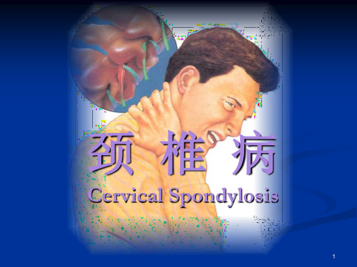 颈椎病 cervical spondylosis 1 颈椎的解剖特点 椎间盘 纤维环 髓核