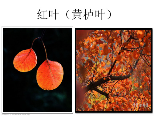 红叶(黄栌叶) 杨树 爬山虎 松树 柏树 平基槭树叶 枫树 荷叶 狗尾草
