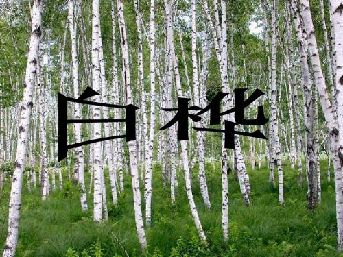白桦(叶赛宁) 讲解人:程亮 作者简介: 叶赛宁出身于农民家庭,教会师范