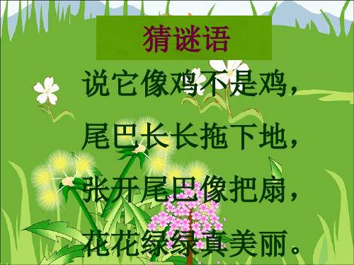 听 猜 音 民 乐 族 傣族 金孔雀轻轻跳 白孔雀 1,傣族人住什么