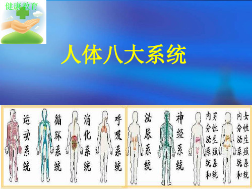 健康教育 人体八大系统 学习目标 了解人体有哪些主要器官和系统 知道