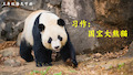 大熊猫是猫吗? ◇ 大熊猫生活在什么地方? ◇ 大熊猫只吃竹子吗?