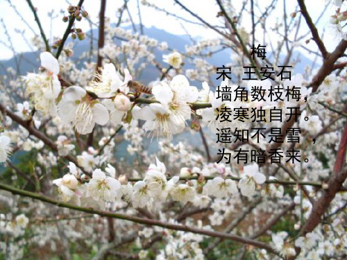 带梅花的诗句 - 百度文库